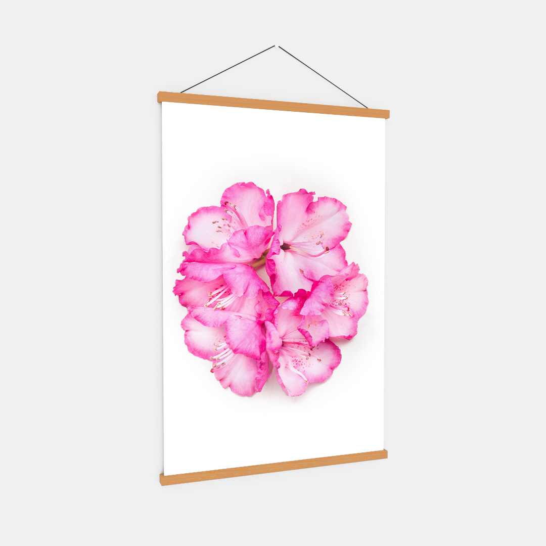 Pink Flower (2)