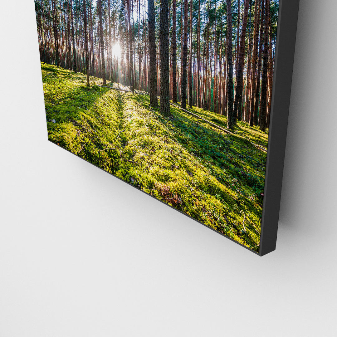 Sunlight Escape (1)