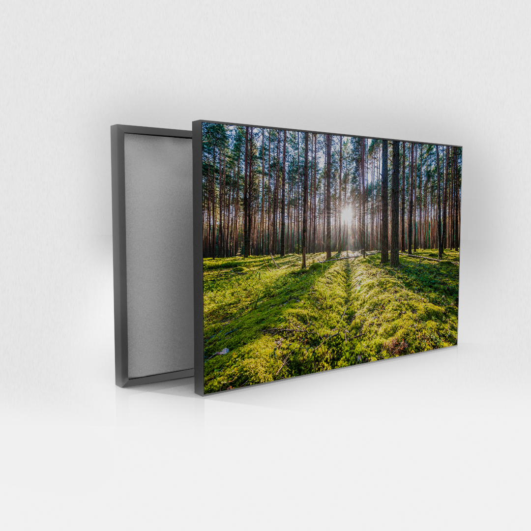 Sunlight Escape (3)
