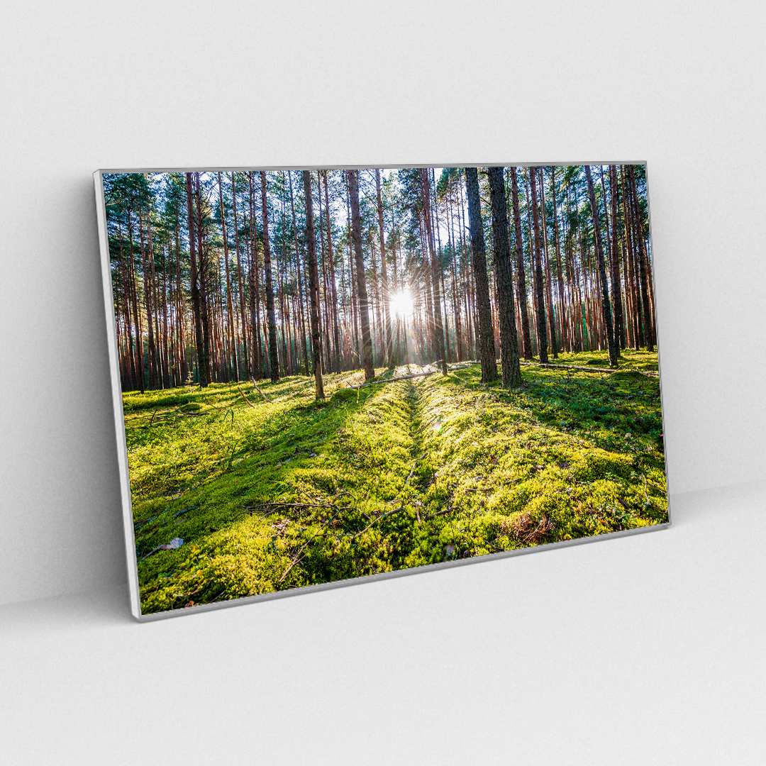 Sunlight Escape (3)
