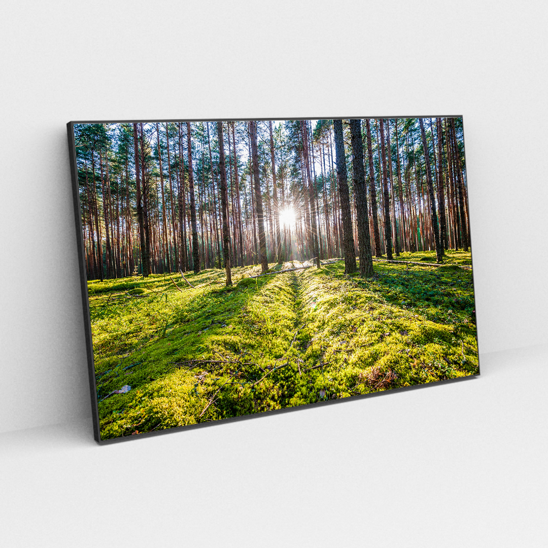 Sunlight Escape (4)