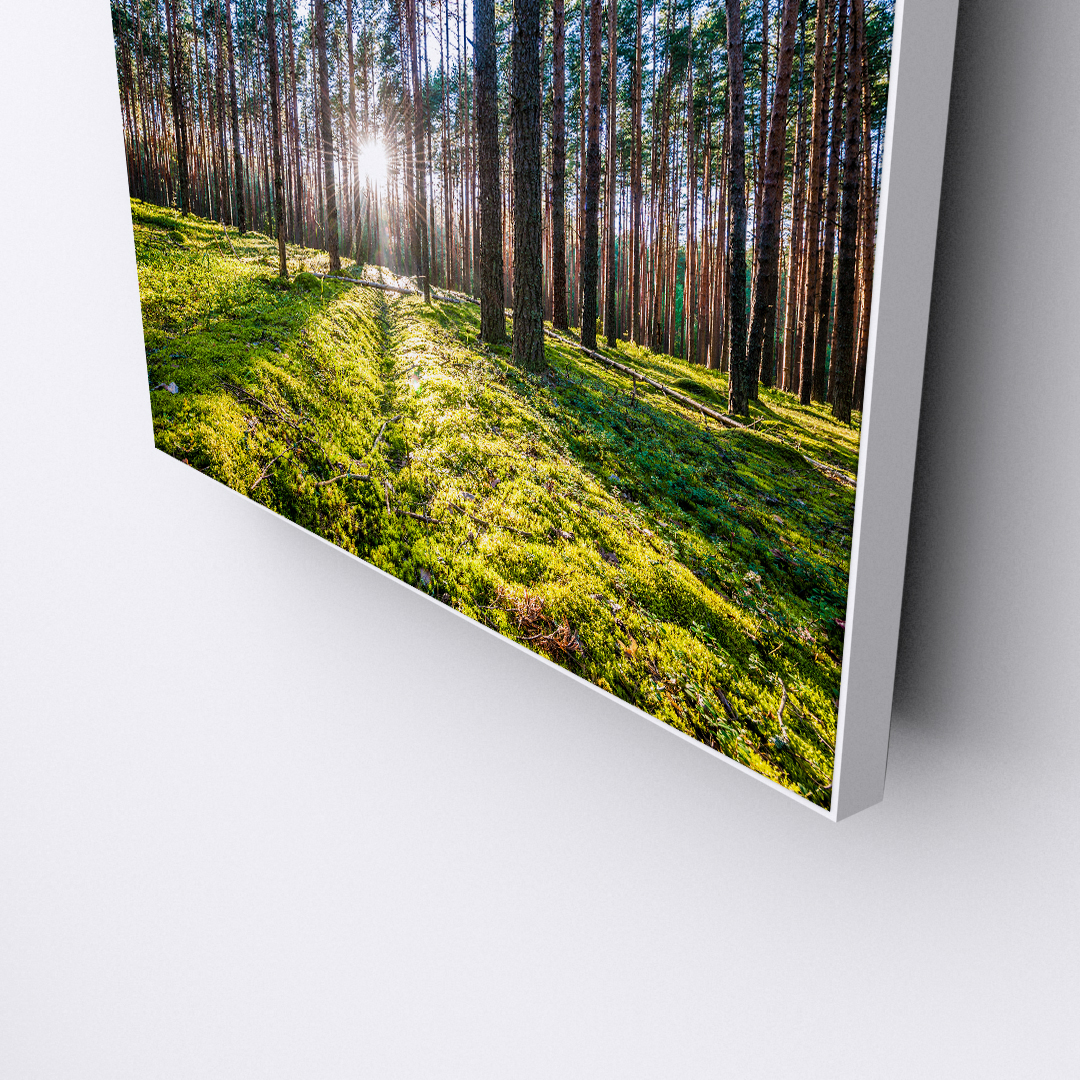 Sunlight Escape (4)