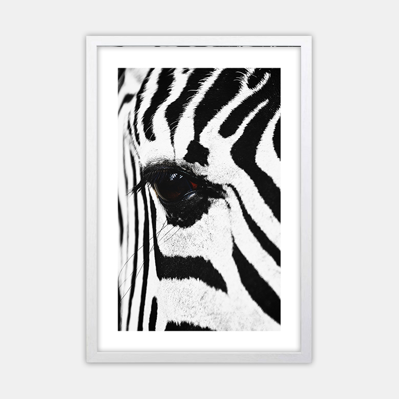 Zebra (1)