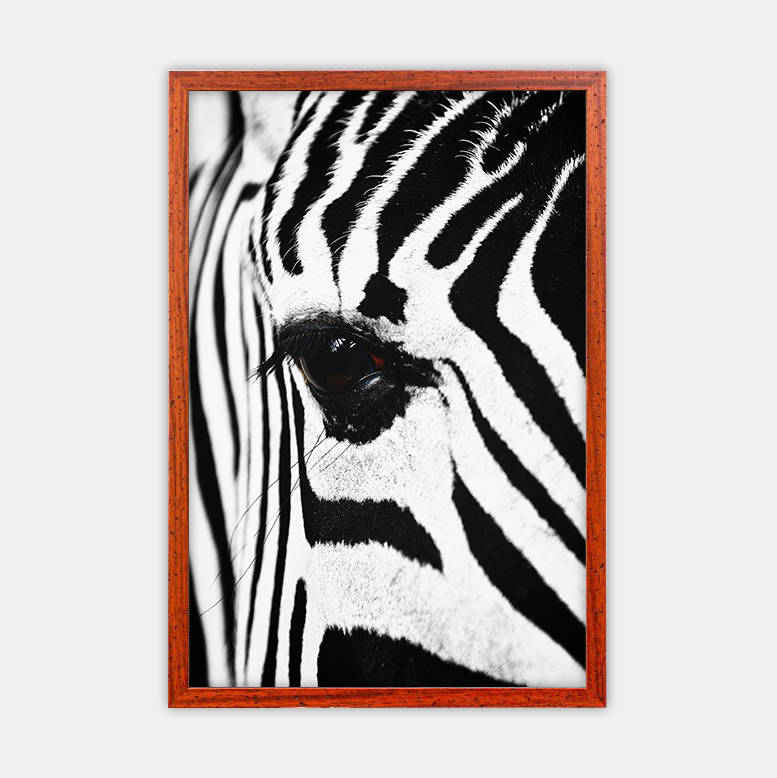 Zebra (10)
