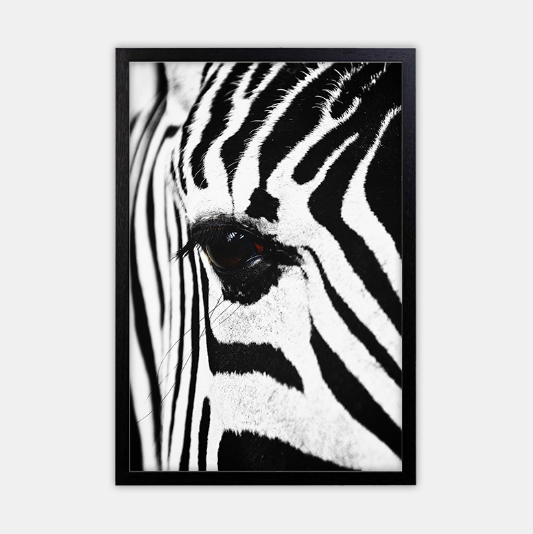 Zebra (11)
