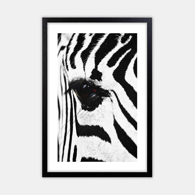 Zebra (12)