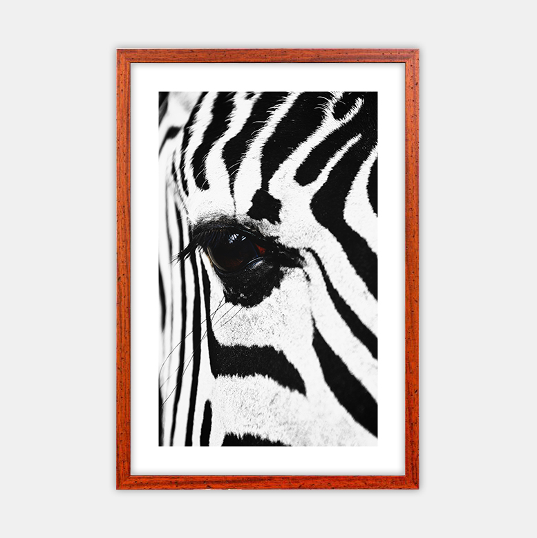 Zebra (13)