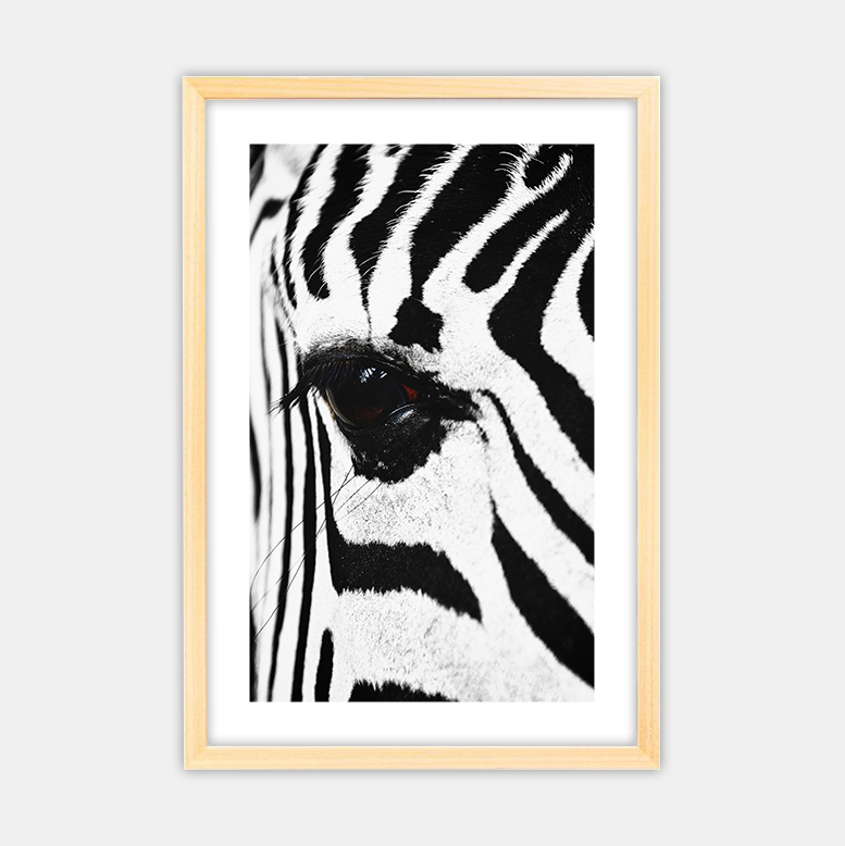 Zebra (14)