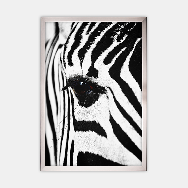 Zebra (2)