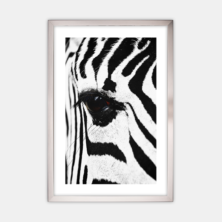 Zebra (3)