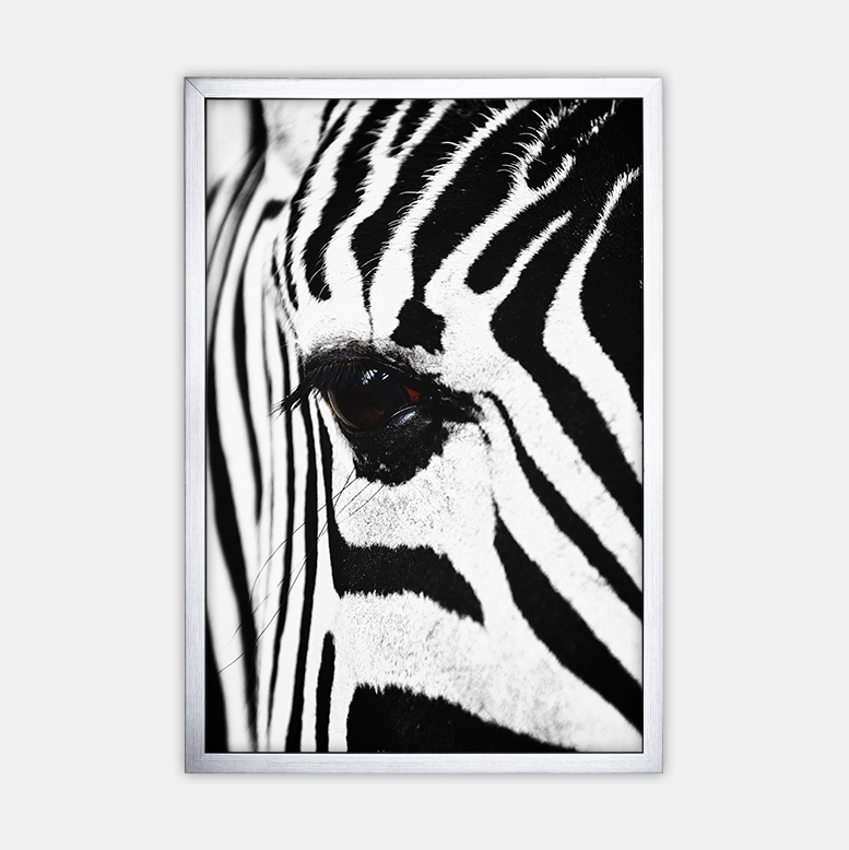 Zebra (4)