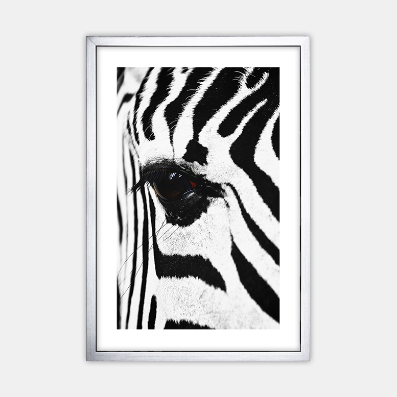 Zebra (5)