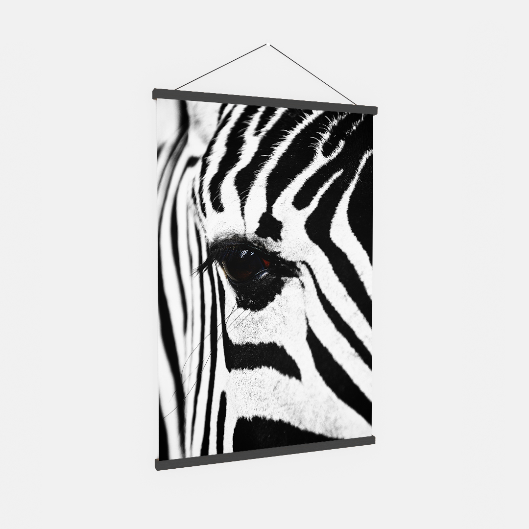 Zebra (6)