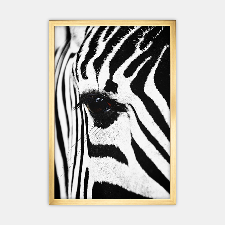 Zebra (6)