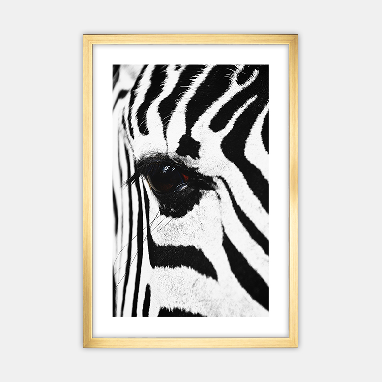 Zebra (7)