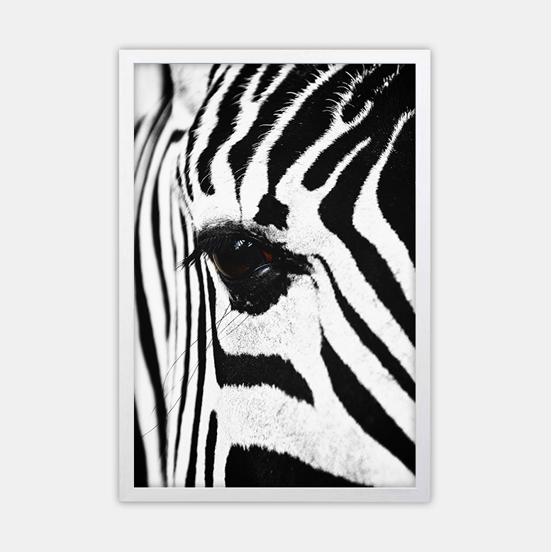 Zebra (8)