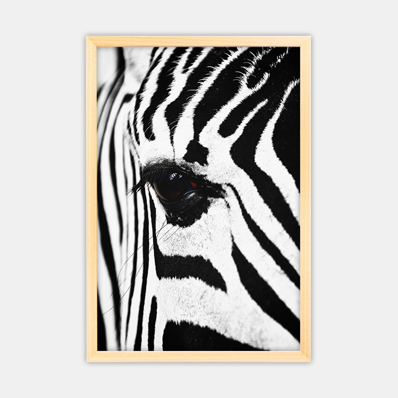 Zebra (9)